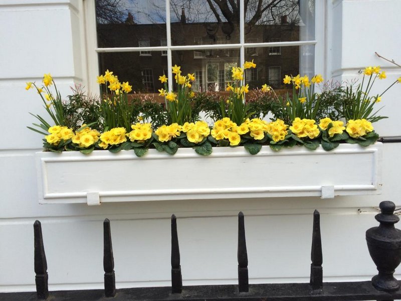 Window Box Subscription | Landscaper in Central London and Knightsbridge gallery image 4