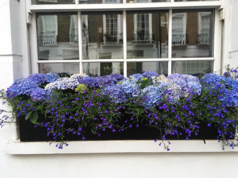 Window Box Subscription | Landscaper in Central London and Knightsbridge gallery image 8