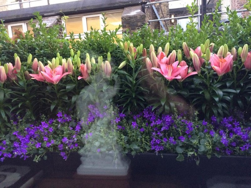 Window Box Subscription | Landscaper in Central London and Knightsbridge gallery image 11