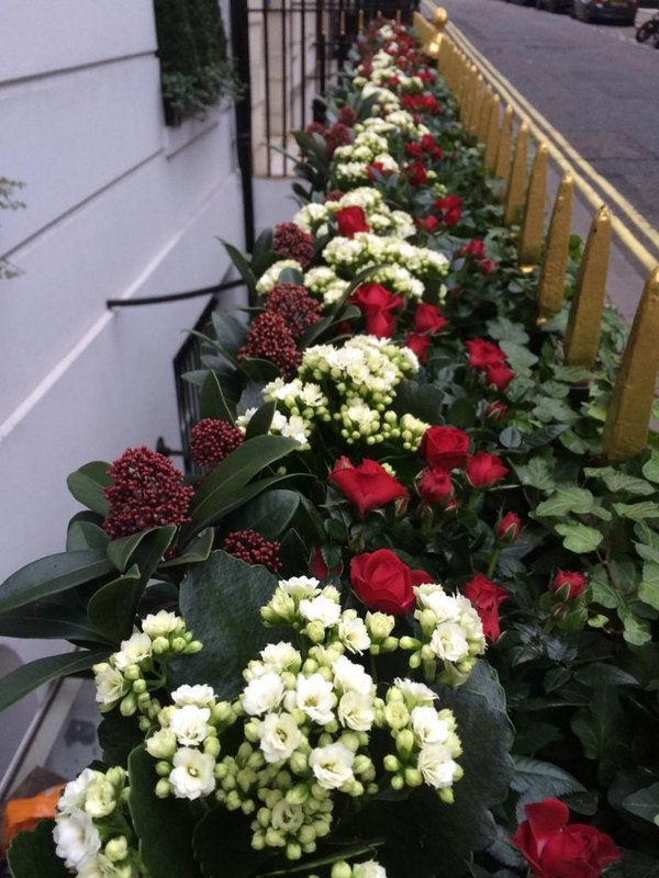 Window Box Subscription | Landscaper in Central London and Knightsbridge gallery image 7