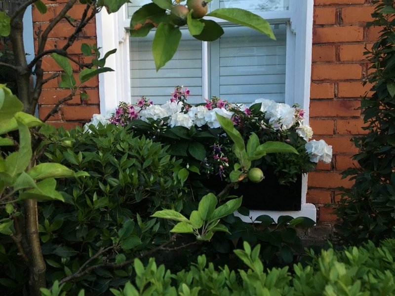 Window Box Subscription | Landscaper in Central London and Knightsbridge gallery image 1
