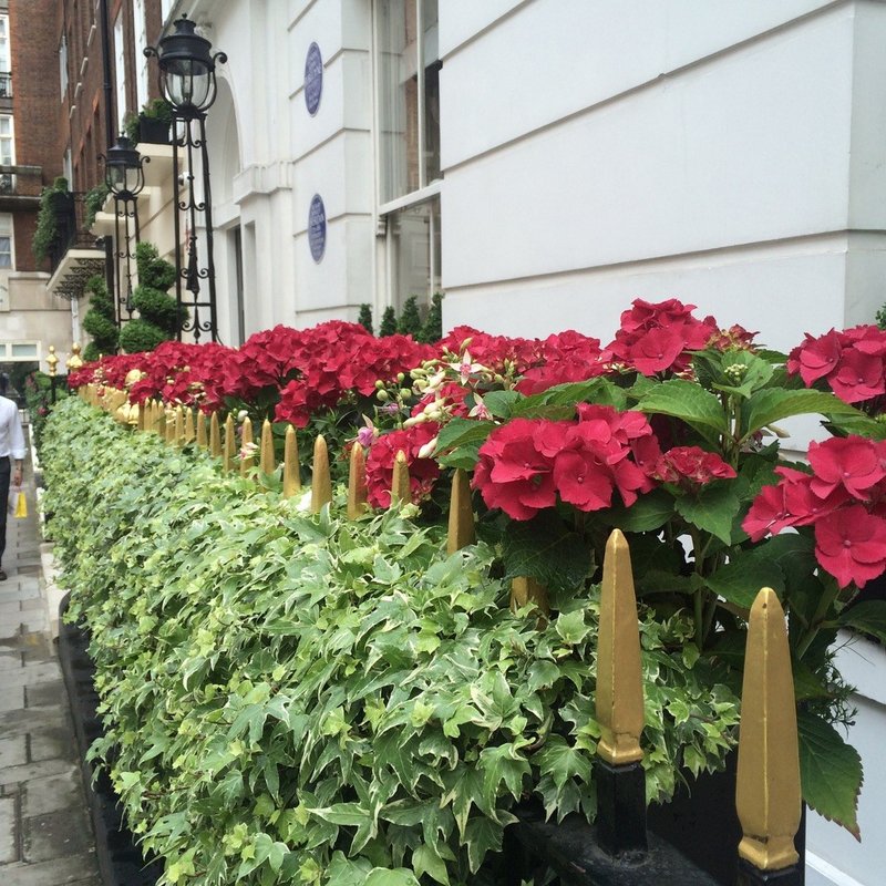 Window Box Gardening in London | URBAN ROOTS LANDSCAPING  gallery image 11