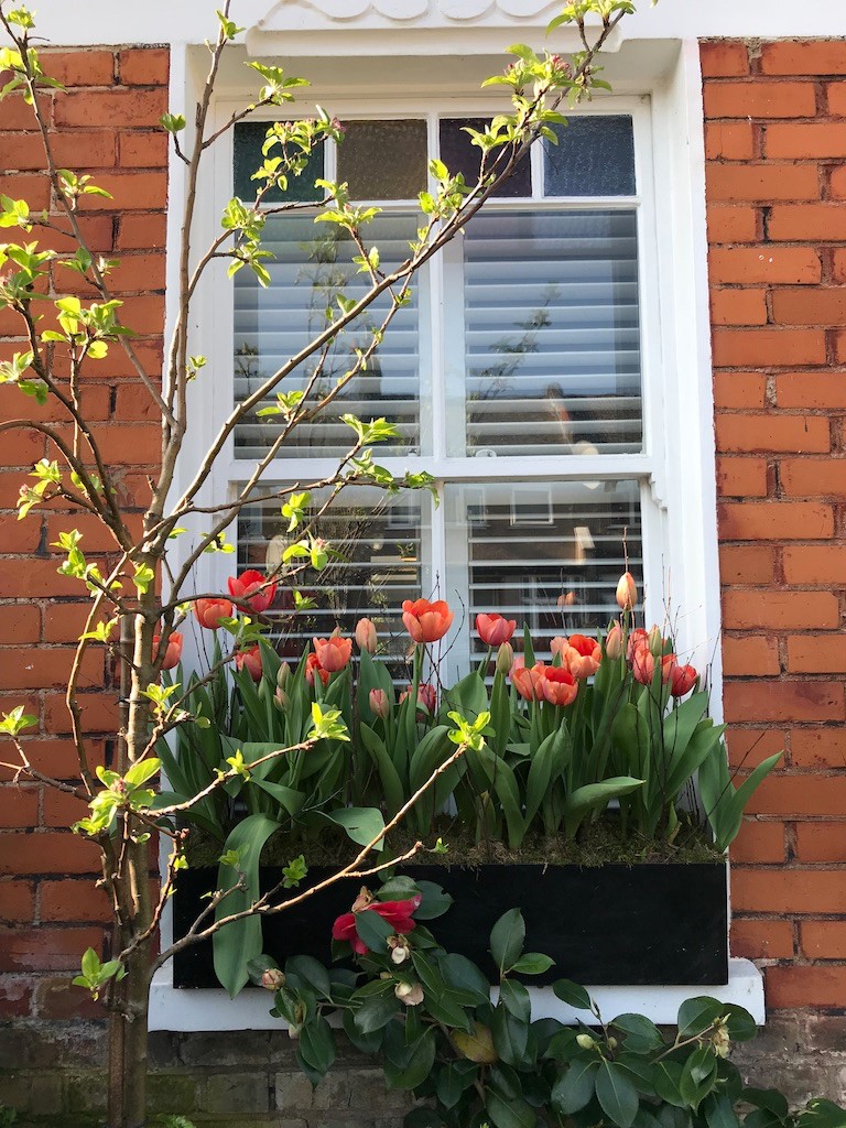Window Box Gardening in London | URBAN ROOTS LANDSCAPING  gallery image 12